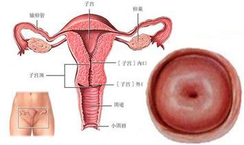 苏州治疗宫颈医院