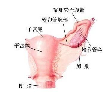 苏州治疗附件炎医院