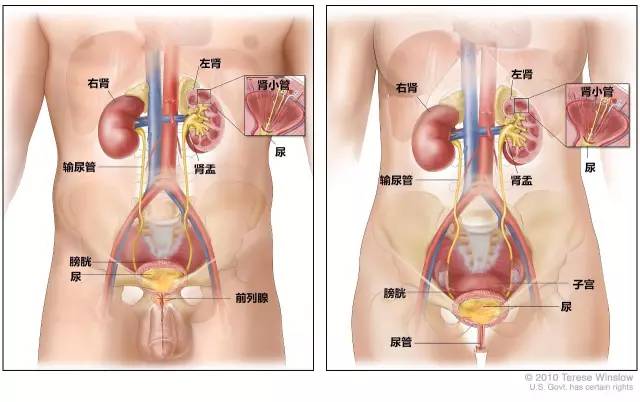 苏州尿道炎治疗医院